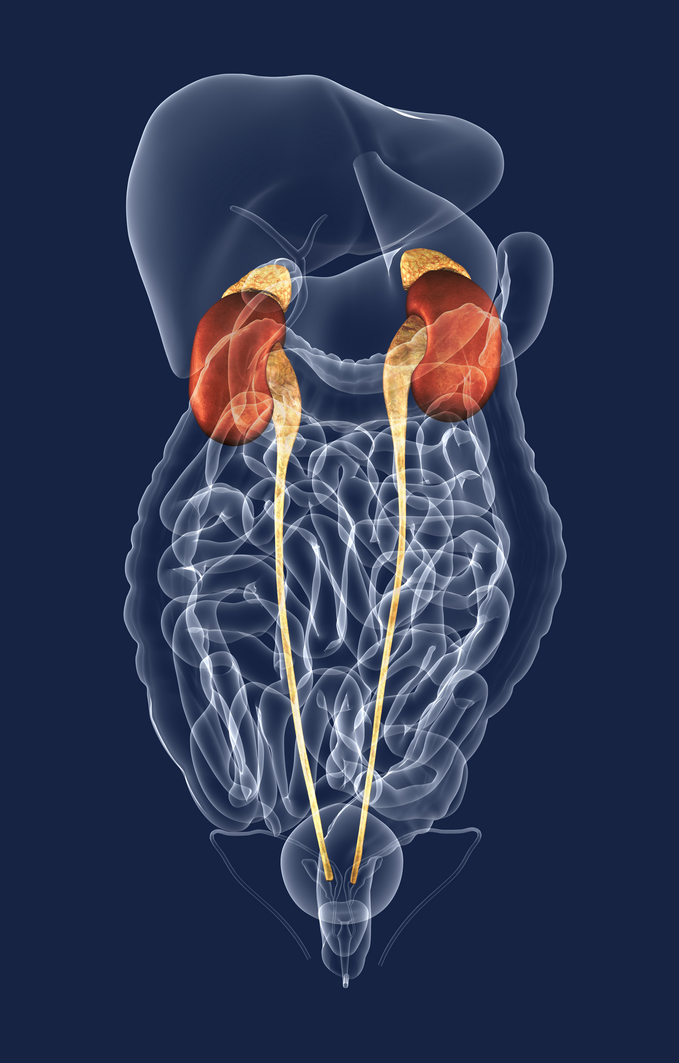 Urinary Tract Disorders – Vital Health