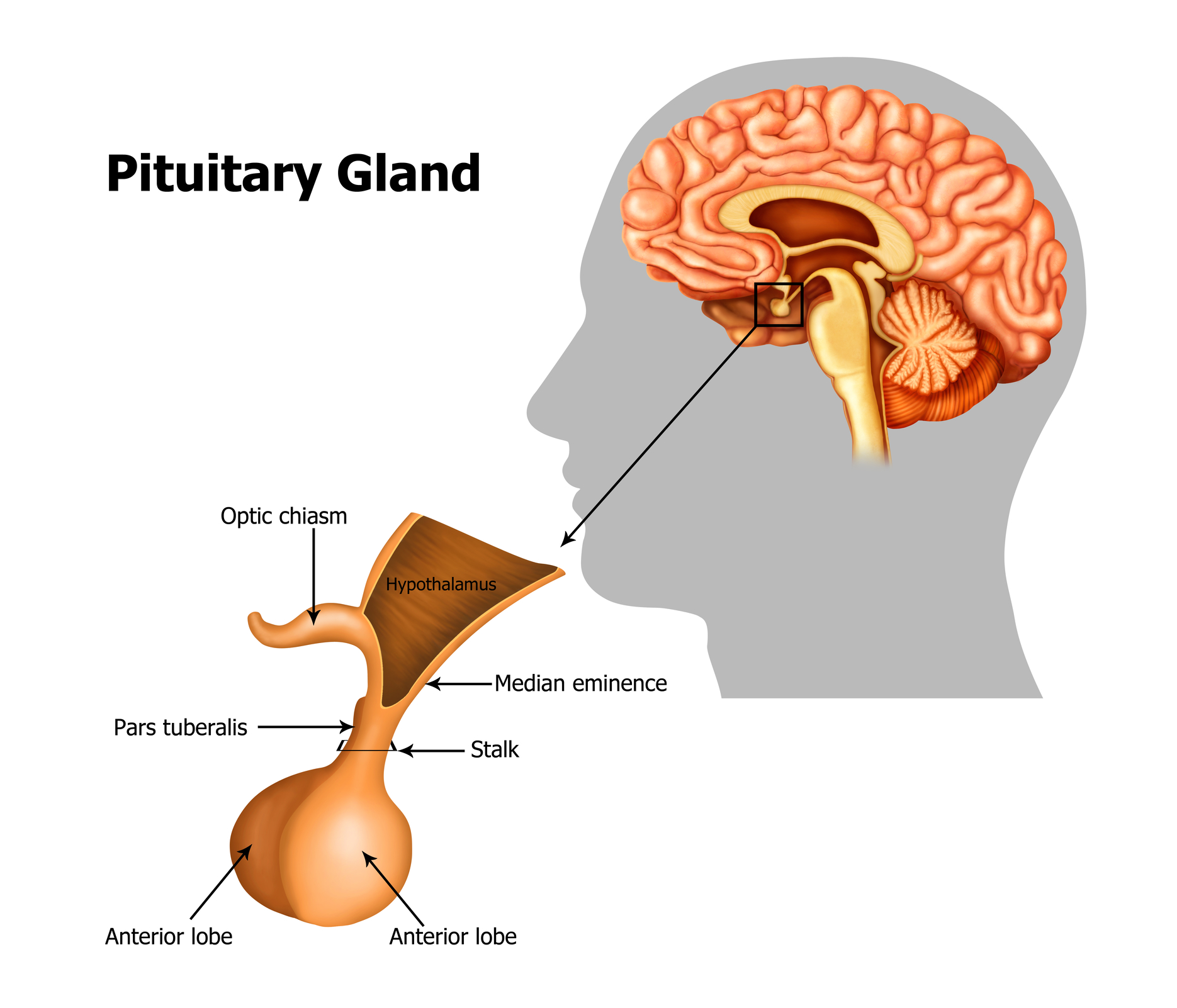 Simple Pituitary Gland Diagram Simple Pituitary Gland Diagram